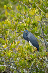 Tricolored Heron bird wades and hunts in the marsh, in Florida