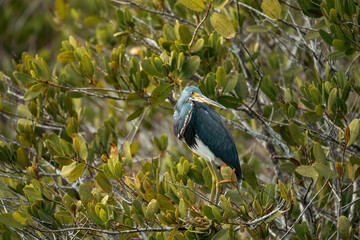 Tricolored Heron bird wades and hunts in the marsh, in Florida