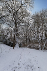 Winter landscape with snow. Beautiful park with trees - Straznice - Czech Republic
