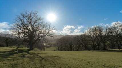 trees in the field