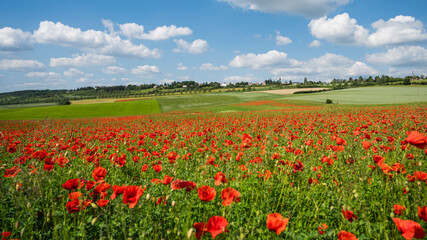 field of poppies and sky