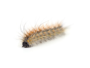 One hairy brown caterpillar.