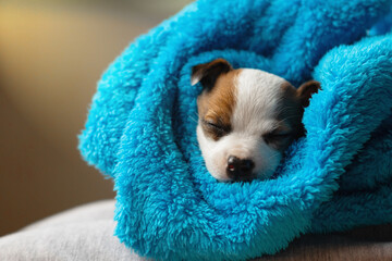 A small dog breed Jack Russell Terrier lies wrapped in a soft blue plaid. Рuppy Jack Russell Terrier. Sleeping puppy