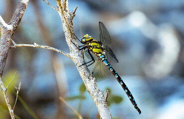 Libellule jaune et bleu posée sur une branche