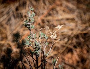 Mante religieuse sur une branche de thym