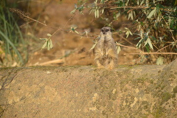 Jersey, U.K. A Meerkat enjoying the sunshine.