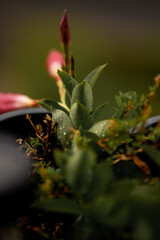 Tropfen auf Blättern