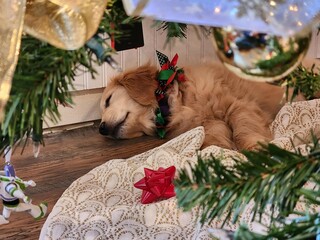Golden Retriever under a Christmas tree.