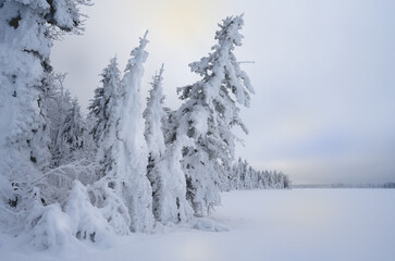 A forest of evergreen trees are covered with heavy snow next to a large snow covered lake under a cloudy sky
