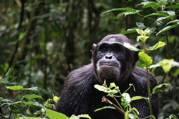Schimpanse in Uganda, Kibale Forest