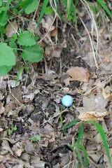 FU 2022-04-30 AuSchladern 54 Auf dem Waldboden liegt eine blaue Eierschale