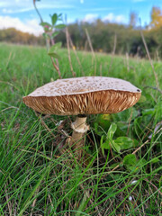 Toadstool in the meadow among the grass. Poisonous mushroom. - 563694411