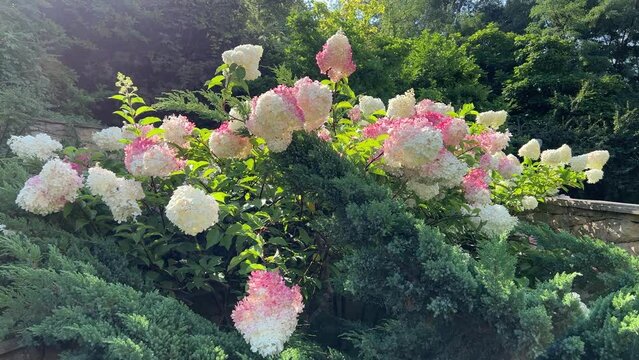 Hydrangea paniculata Grandiflora beautiful ornamental shrub with white pink flowers in the park.