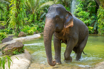 Fototapeta premium Elephant in the jungle close up. Elephant walking in Thailand.