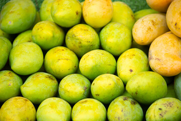 Mango close-up as a background. Tropical fruit mango bunch.
