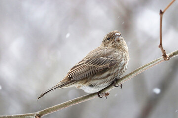 Female Purple Finch on a branch