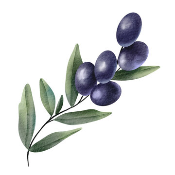 Olive branch element. Hand drawn watercolor illustration