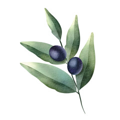 Olive branch element. Hand drawn watercolor illustration