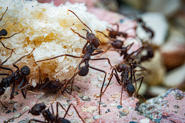 Leaf cutter ants