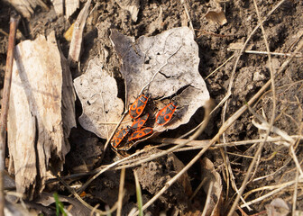 Three red bugs on a dry leaf of a tree in the rays of the spring sun.