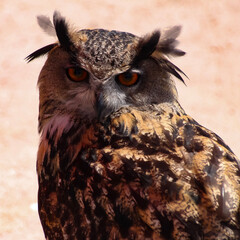 great horned owl