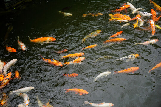 Relaxing photo of koi fishes swimming in the pond                             
