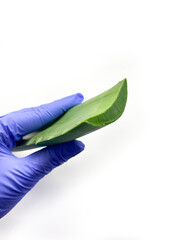Aloe vera and hand  isolated on white background. Set of aloe vera, and hand  for laboratory.