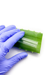 Aloe vera, hand and test tube isolated on white background. Set of aloe vera, hand and test tube for laboratory.