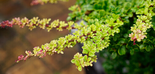 Background of Japanese Barberry branches with new foliage                               
