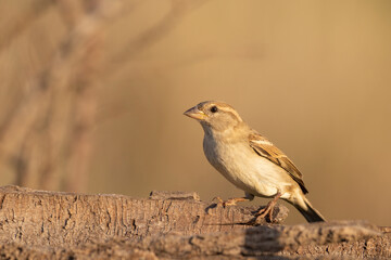 The female Italian sparrow (Passer italiae)