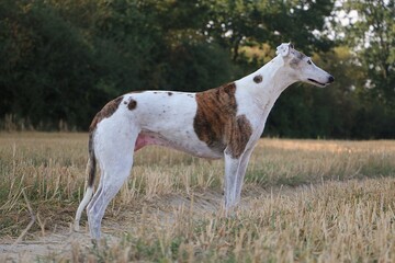 Beautiful Galgo is standing in a Stubble Field