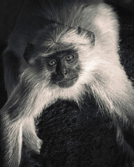 Indian Monkeys Langoor