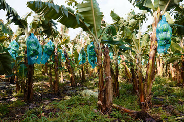 The banana plantation located at Martinique island. French West Indies.