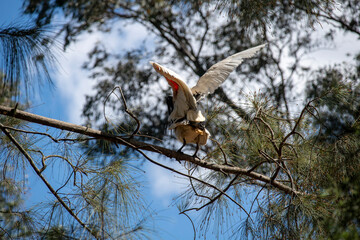 Australian White Ibis (Threskiornis Molucca)