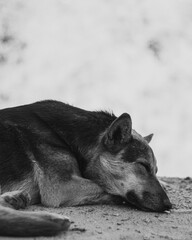 Fototapeta premium Dogs in Winter