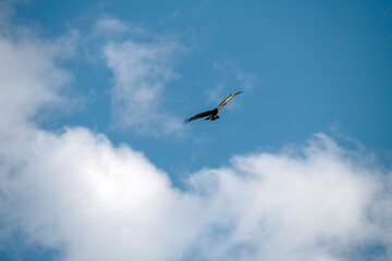 Black Kite (Milvus migrans)