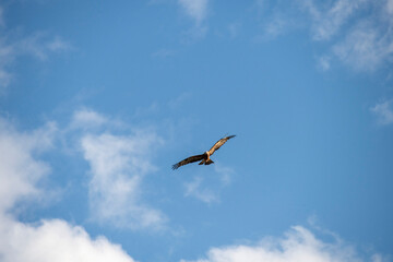 Black Kite (Milvus migrans)