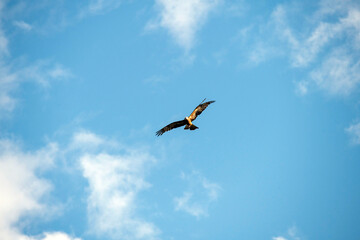 Black Kite (Milvus migrans)