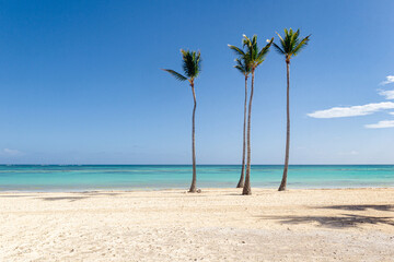 Palmeras en la Playa Juanillo, Punta Cana - República Dominicana