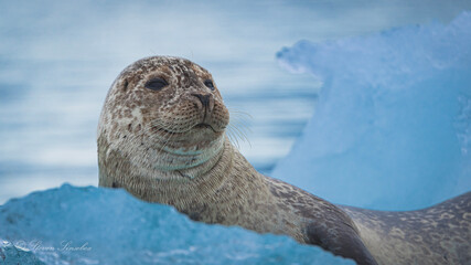 seal in the water