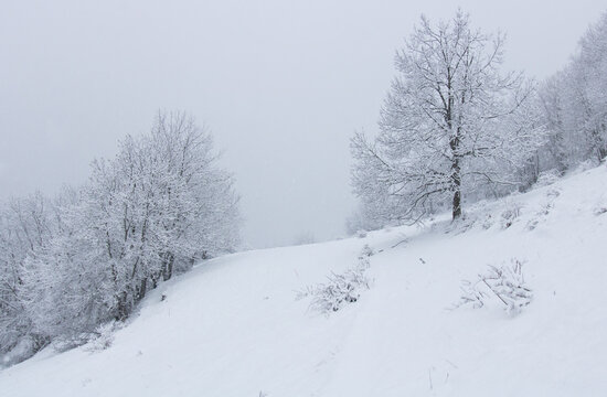 paysage hivernal avec arbres recouverts de neige