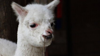 white llama portrait