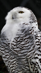 snowy owl portrait