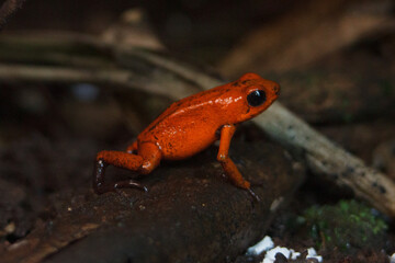 red eyed frog
