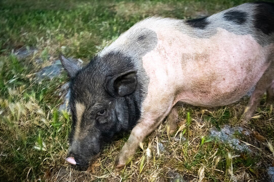 Dwarf Vietnamese pot-bellied black-and-white mini pig stands on a gravel path. Countryside landscape and domestic animals.