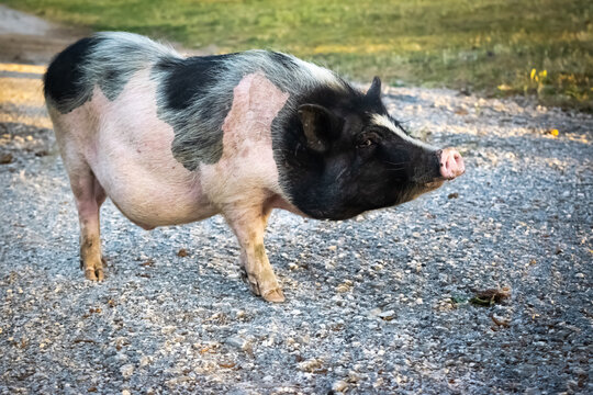 Dwarf Vietnamese pot-bellied black-and-white mini pig stands on a gravel path. Countryside landscape and domestic animals.