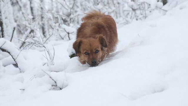 4k vídeo. Slow motion de perro dorado curioso caminando sobre la nieve y olfateando