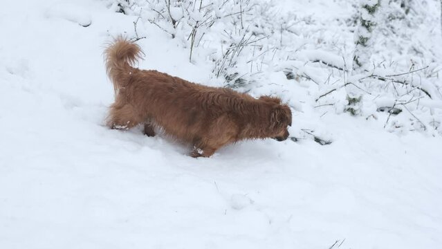 4k v&iacute;deo. Slow motion de perro dorado corriendo feliz sobre la abundante nieve