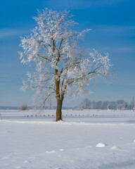 Winter landscape with a tree with frosted branches an a blue sky in the background