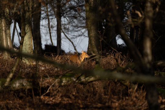 Muntjac Deer in the woods.